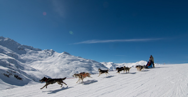 Chiens traineaux - T.Loubere OT Val Thorens - 3